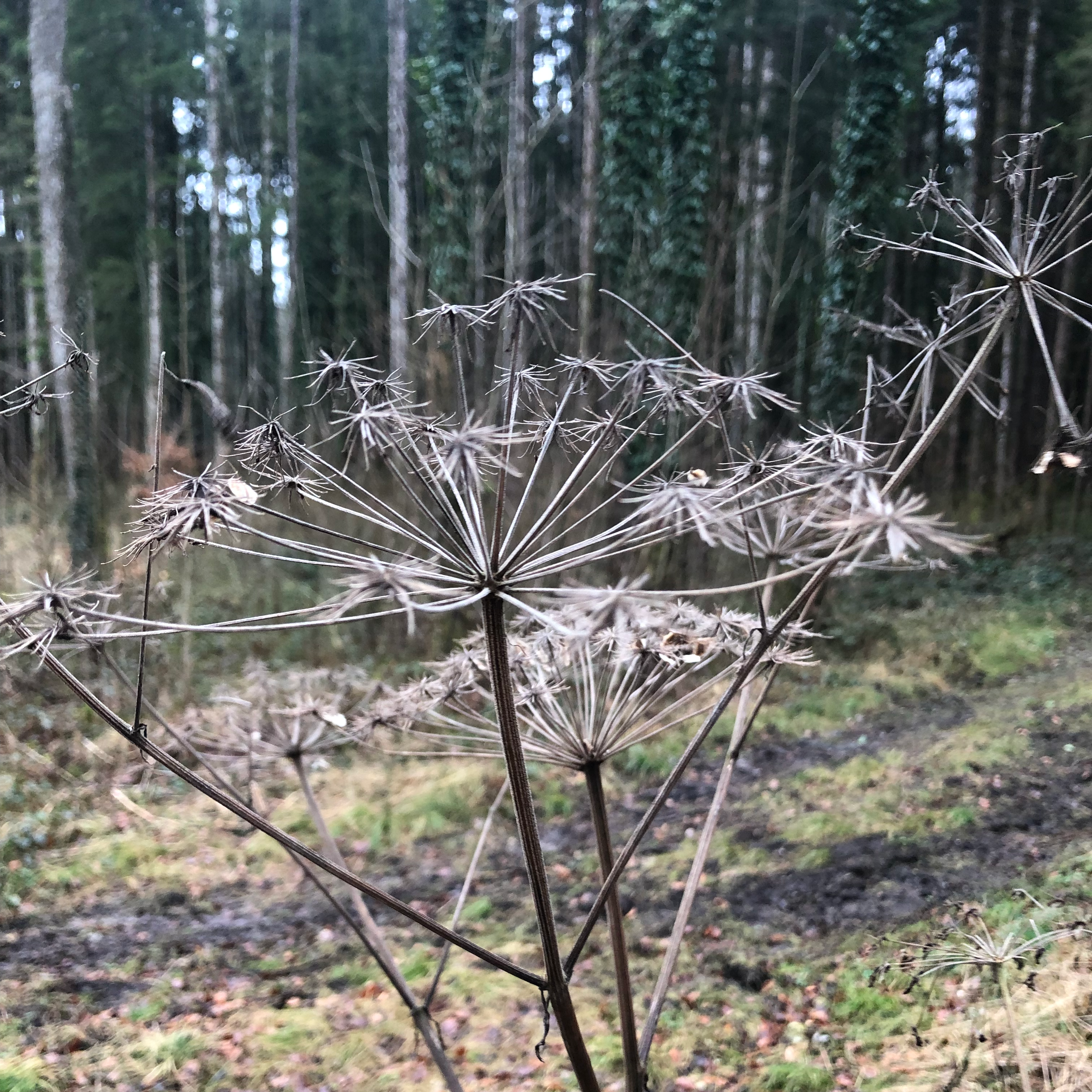 Himmelhollerbrennnessel - Intensivreihe Pflanzensprache